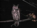 Owls Twin Peaks